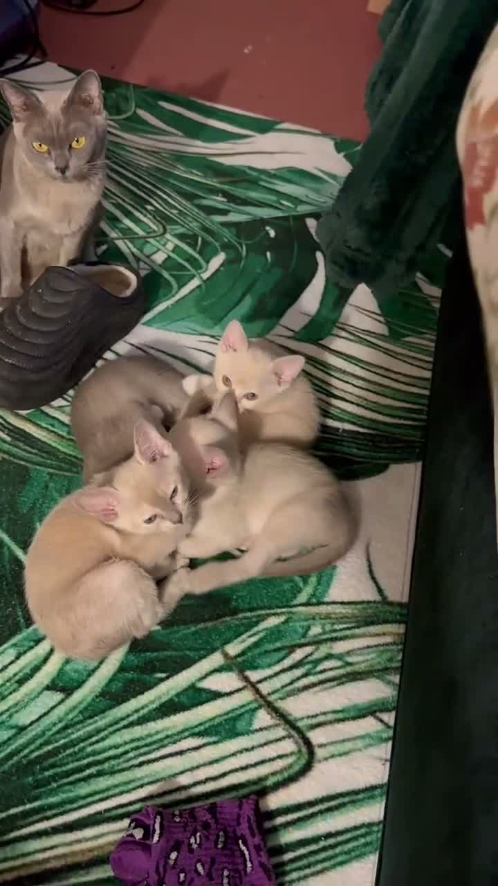 Burmese cats for sale: Gorgeous Playful Loving Burmese Kittens  - Video 3