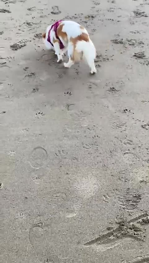 Mixed Breed dogs for adoption: SARA! - Video 1