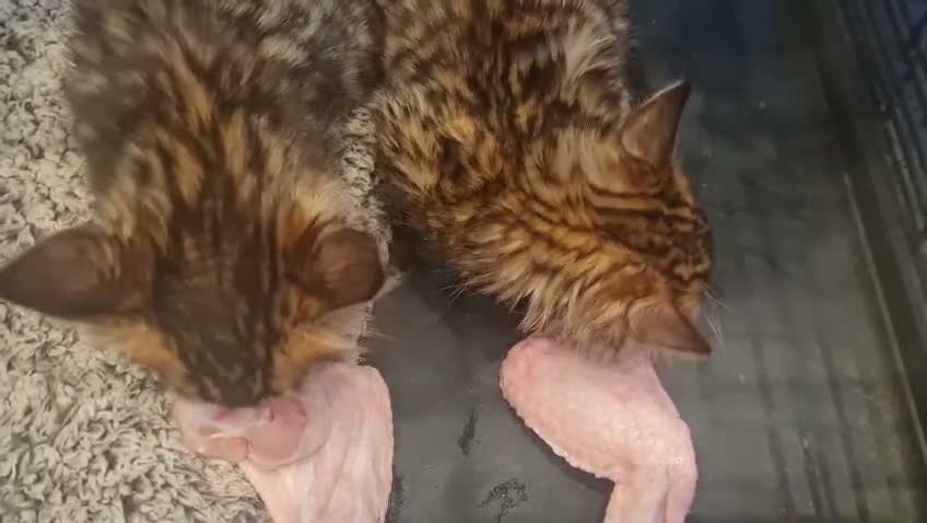 Bengal cats for sale: Exceptional rare cashmere bengal boys - Video 1