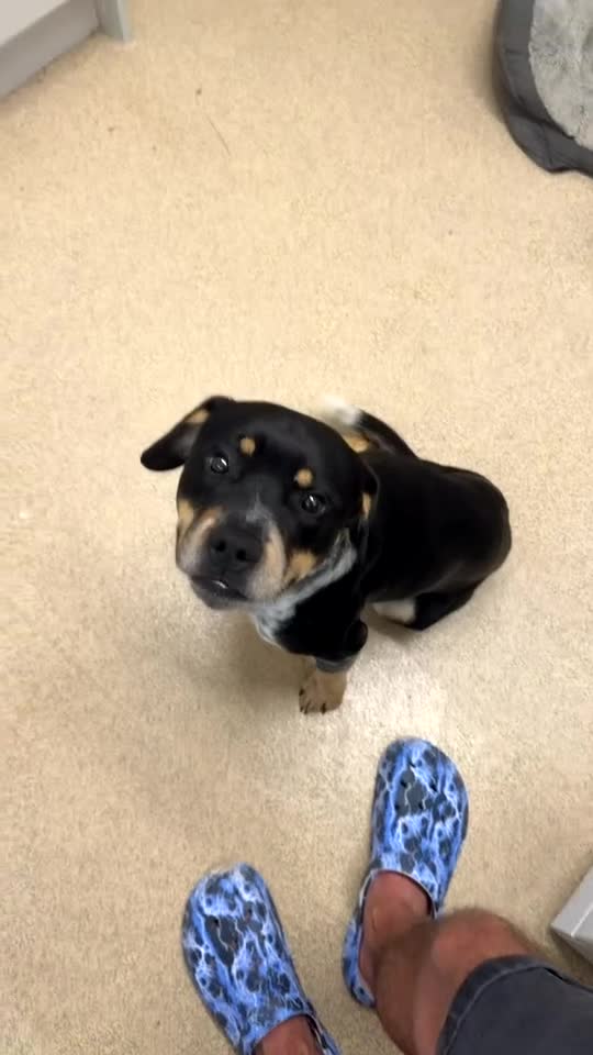 Mixed Breed dogs for sale: DIESEL one and a half years old  - Video 1