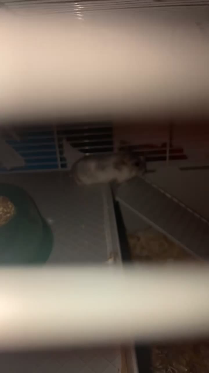 Hamster rodents for sale: Russian dwarf hanster - Video 3