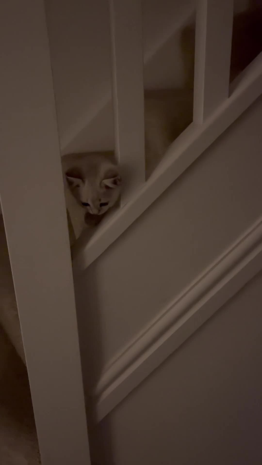 Scottish Fold cats for sale: ✨ STUNNING SCOTTISH FOLD KITTENS ✨ - Video 2