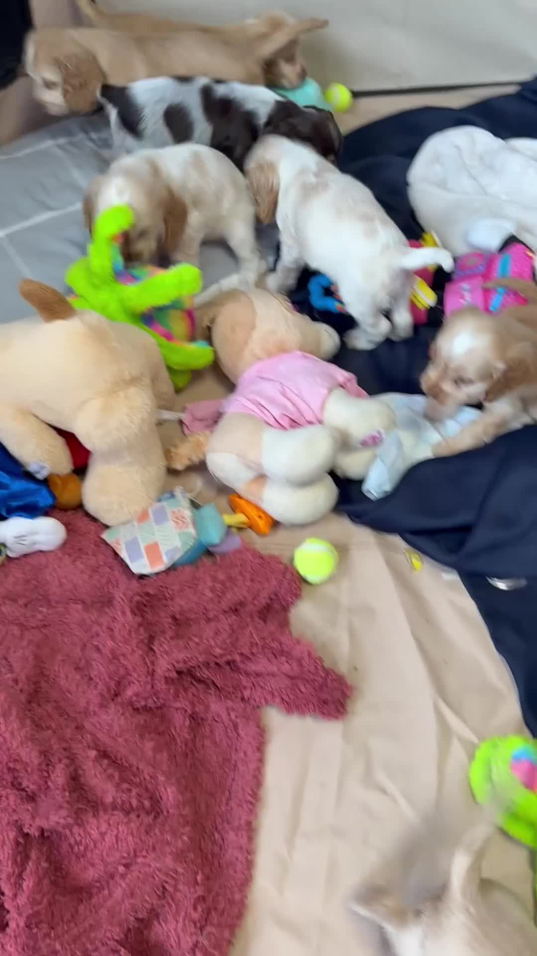 Cocker Spaniel dogs for sale: Show type cocker spaniels 🐶 ready now 🐶 - Video 2