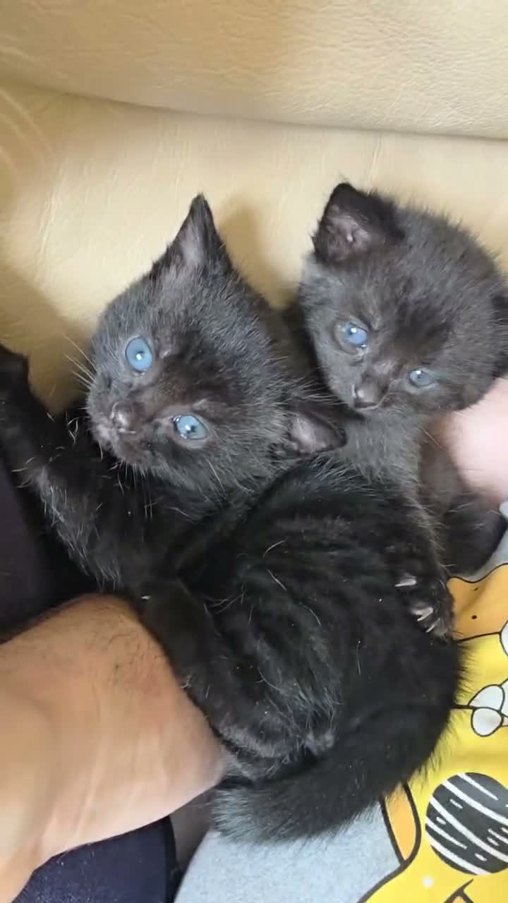 Domestic Shorthair cats for sale: 3 Domestic short-haired kittens  - Video 1