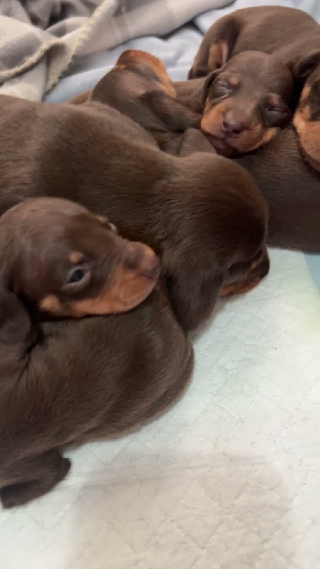 Dachshund dogs for sale: Beautiful Chocolate & Tan Dachshund Pups - Video 1