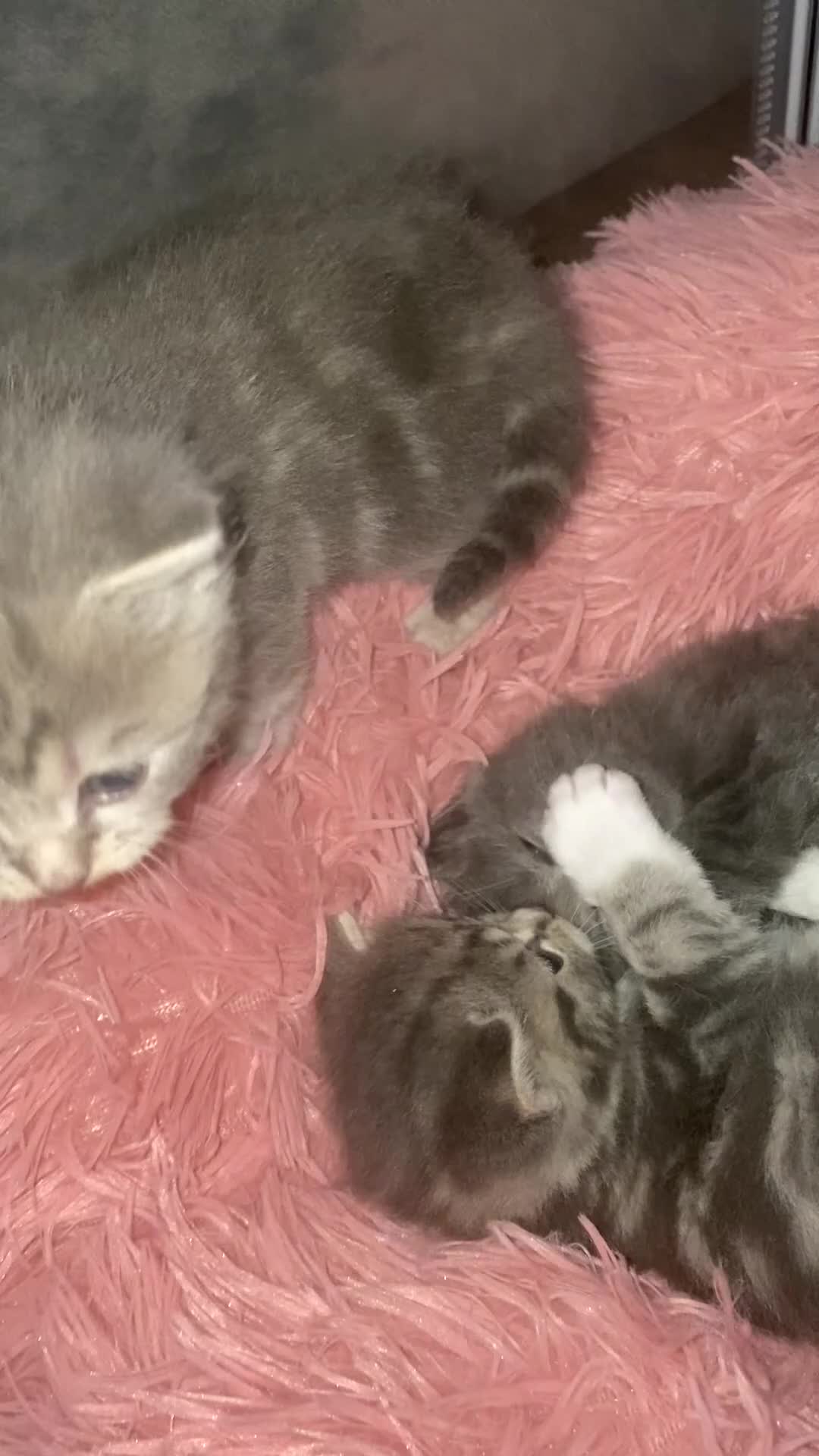British Shorthair cats for sale: Beautiful BSH x tabby Kittens 🐾 - Video 4