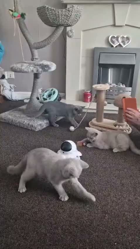 British Shorthair cats for sale: Gccf/tica ready now, blue girls lilac boys - Video 1