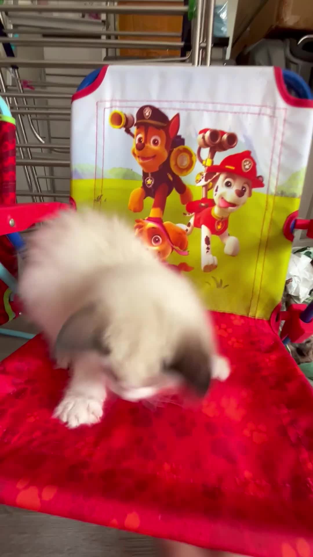 Ragdoll cats for sale: Pure ragdoll kitten - Video 1