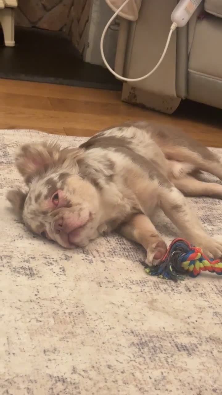 French Bulldog dogs for sale: Long haired fluffy French bulldog  in South Shields - Video 1