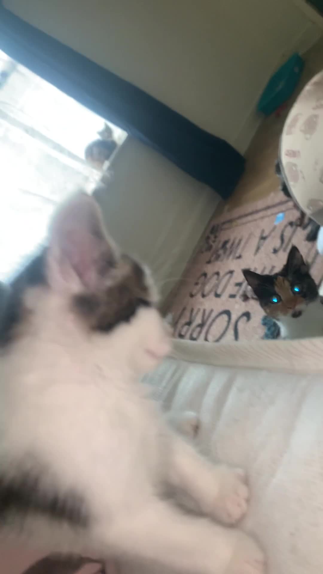 Mixed Breed cats for sale: Part maincoon part Persian kittens  in Birmingham - Video 2