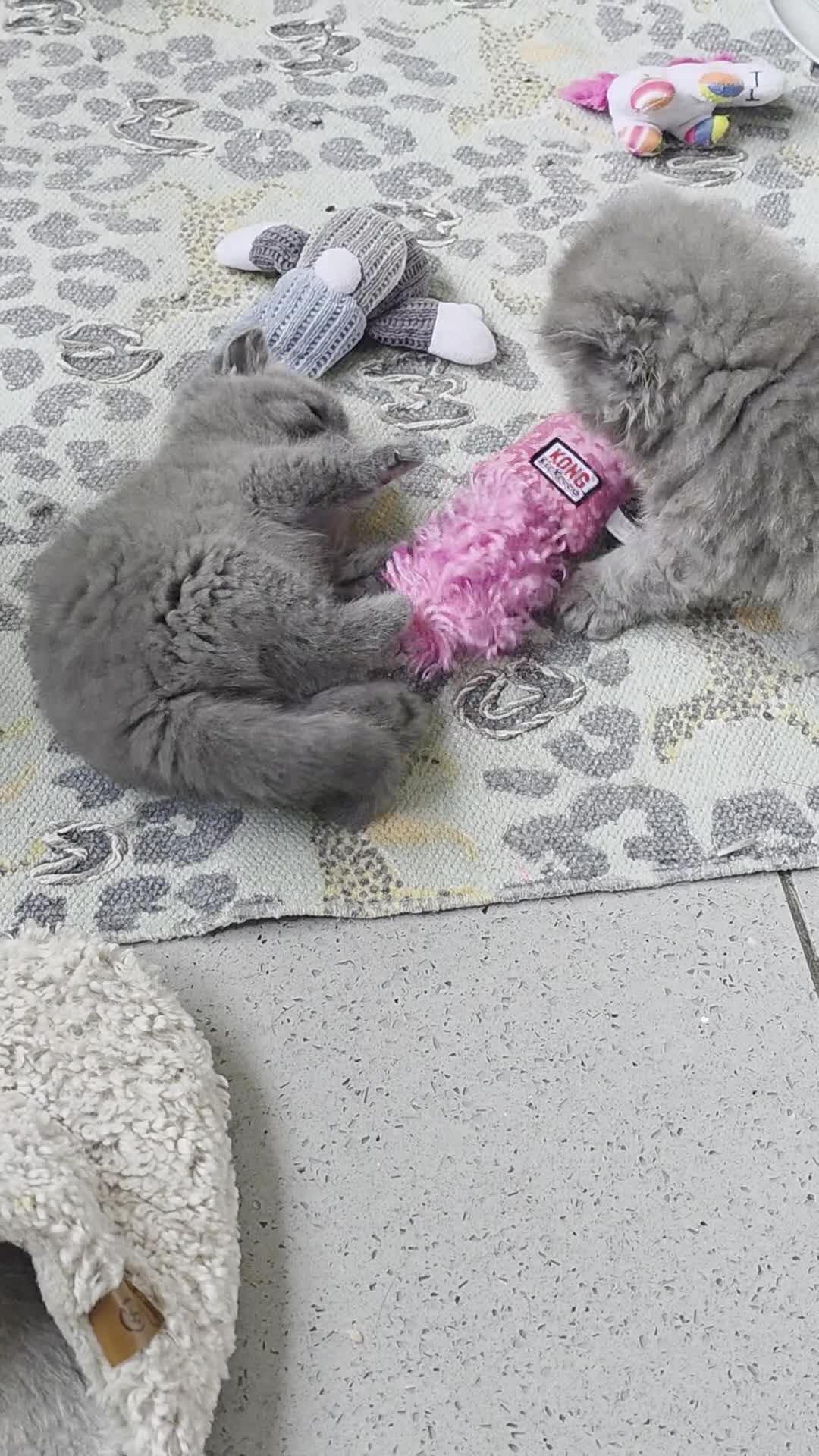 British Shorthair cats for sale: Last little boy ready to reserve  - Video 1