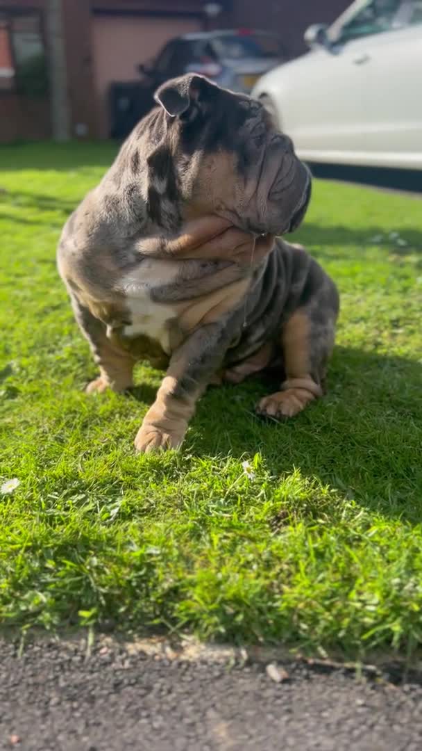 English Bulldog dogs for stud: WOW! look at our boy Emilio 💙 in Wednesbury - Video 1