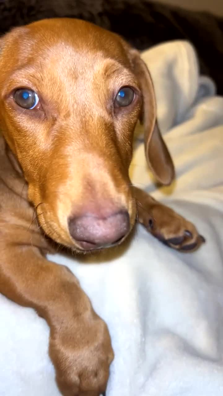 Miniature Dachshund dogs for sale: Ready now only two left had all vacs ready too go  - Video 3