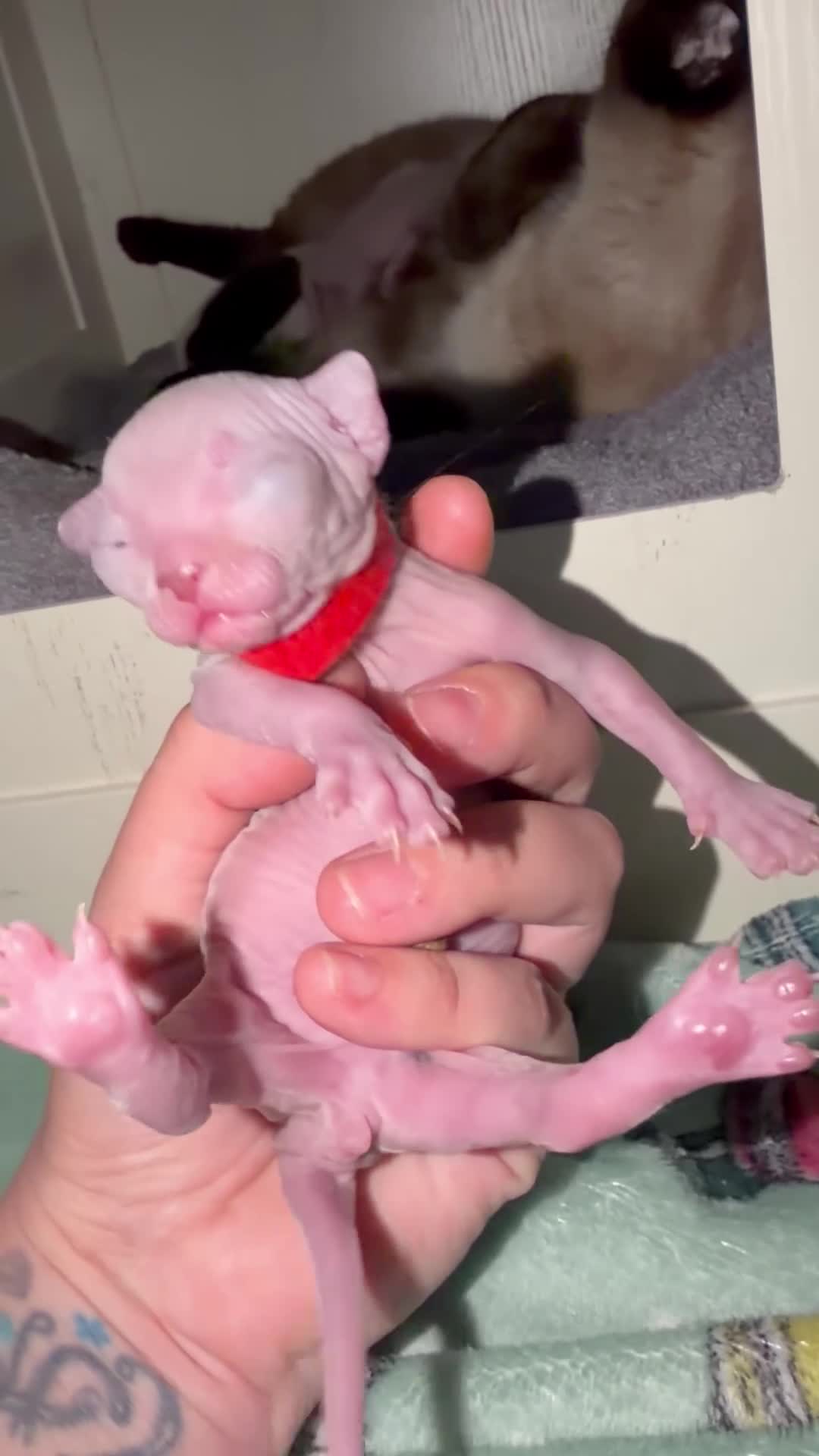 Mixed Breed cats for sale: Stunning Sphynx x ragdoll  - Video 2