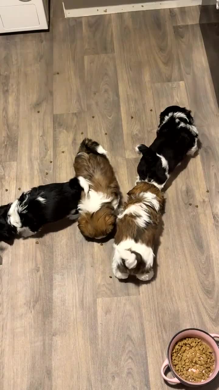 Shih Tzu dogs for sale: 3 beautiful Shih Tzu pups  - Video 4