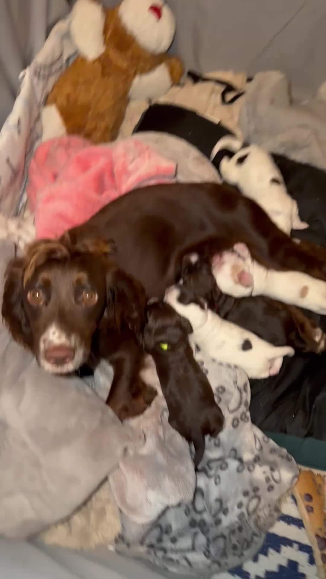 Mixed Breed dogs for sale: Brittany x working cocker spaniel  - Video 1