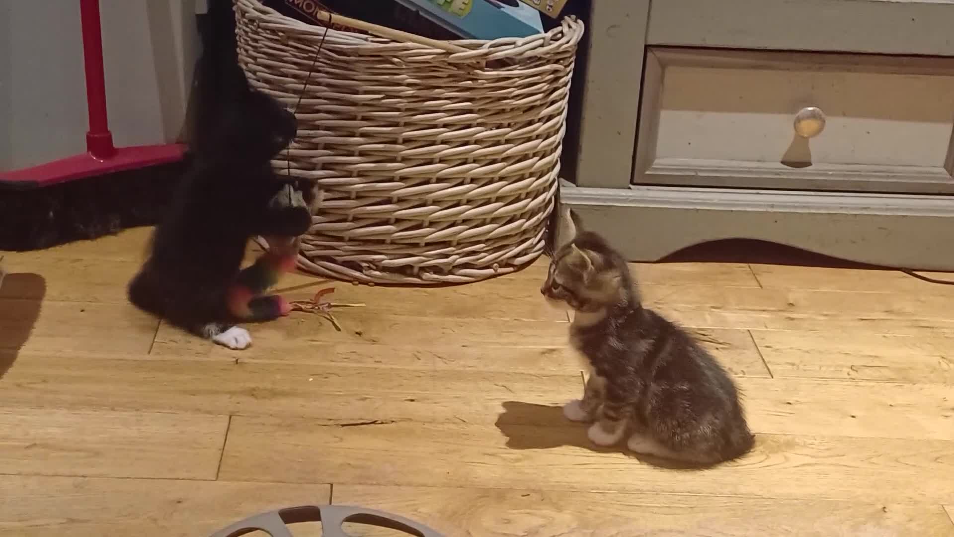 Mixed Breed cats for sale: Two beautiful playful kittens - Video 1
