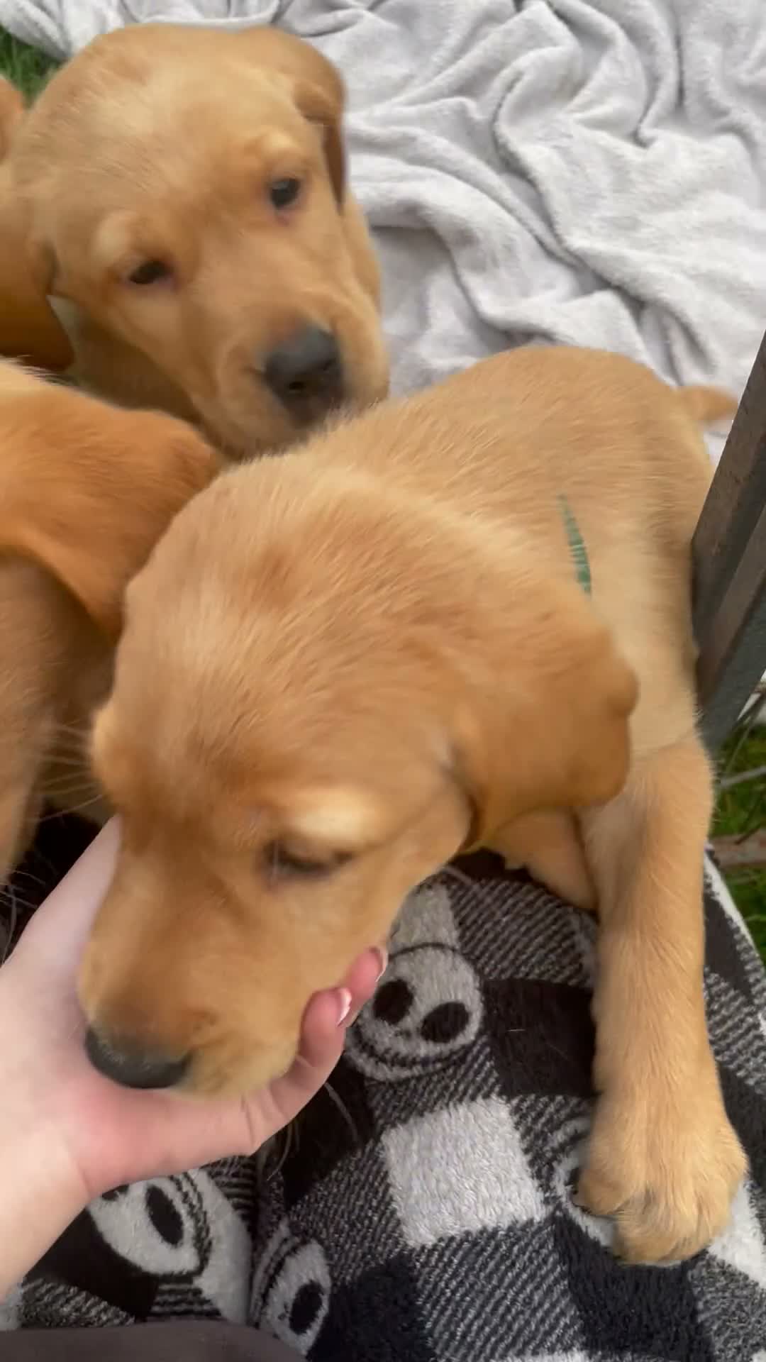 Labrador Retriever dogs for sale: Stunning KC Labradors for sale - Video 1