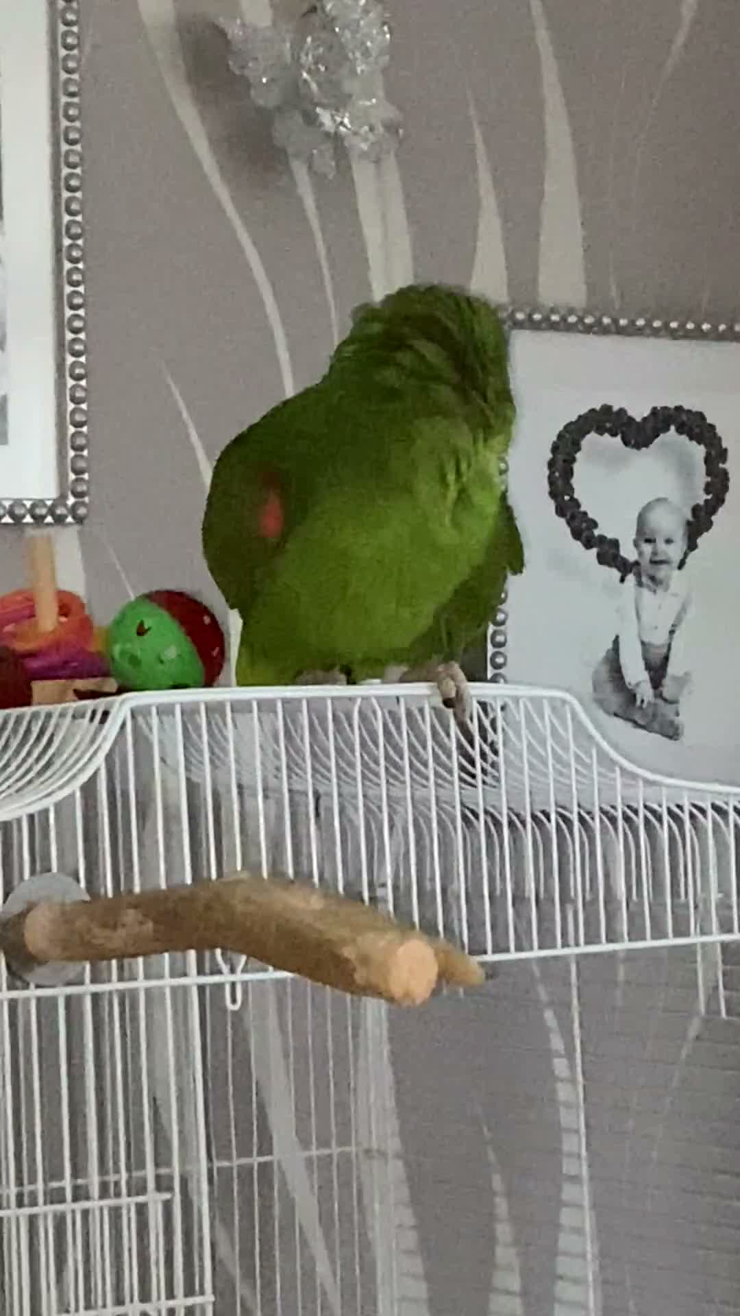 Parrots birds for sale: Amazon parrot  - Video 1