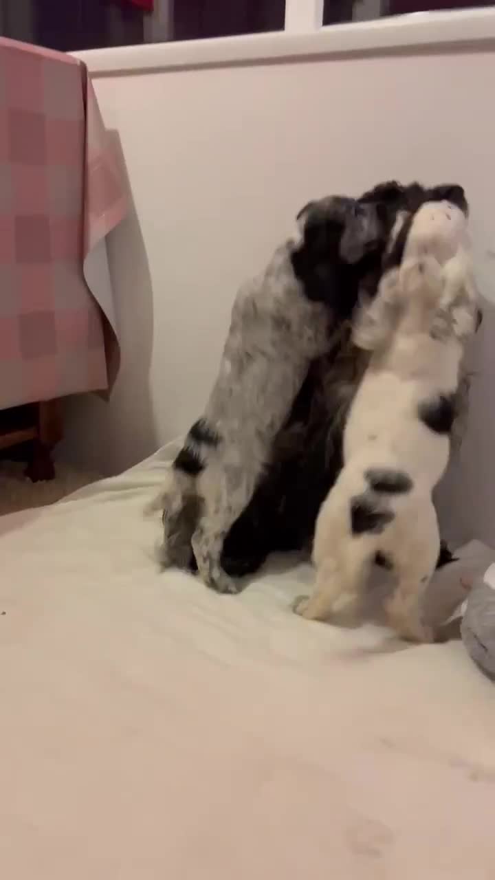 Cocker Spaniel dogs for sale: Beautiful English Cocker Spaniel Girl  - Video 1