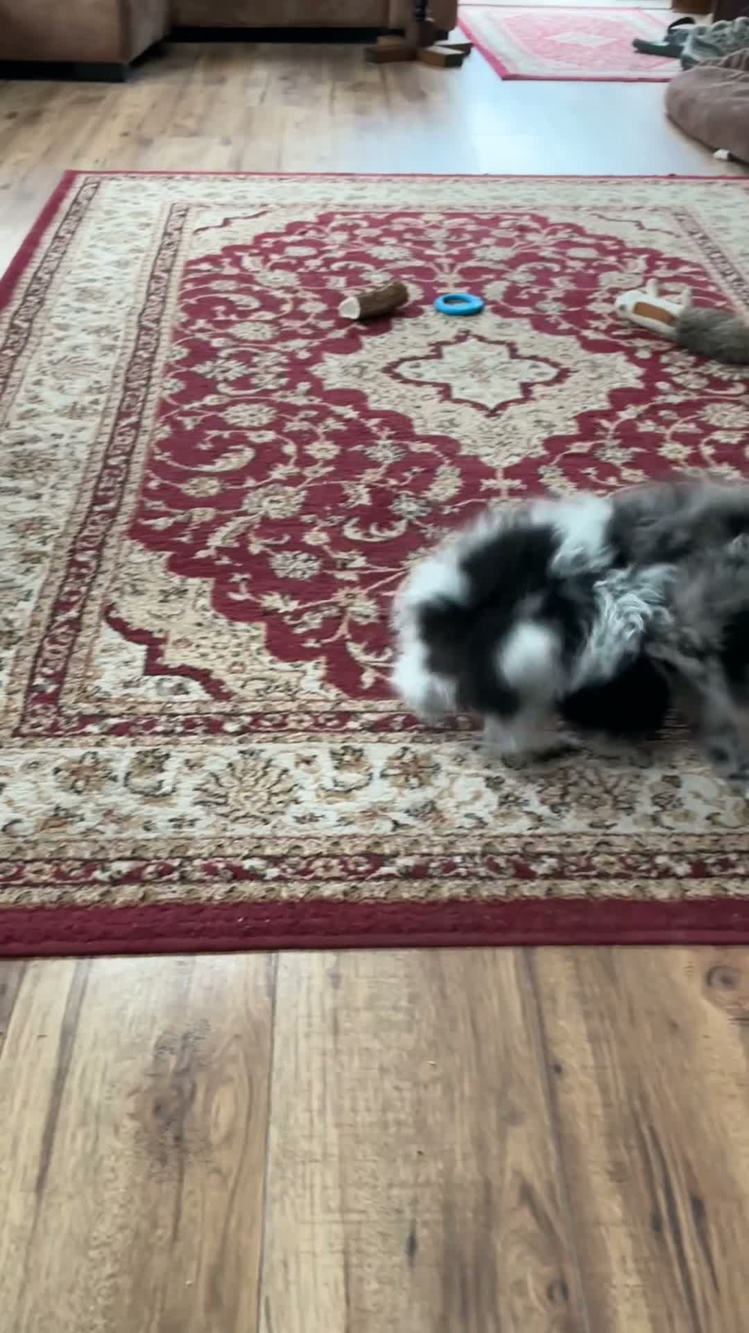Pomeranian dogs for sale: Pomeranian in Doncaster - Video 2