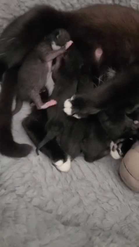 Mixed Breed cats for sale: Newborn Kittens  Available to Reserve – Nottingham - Video 1