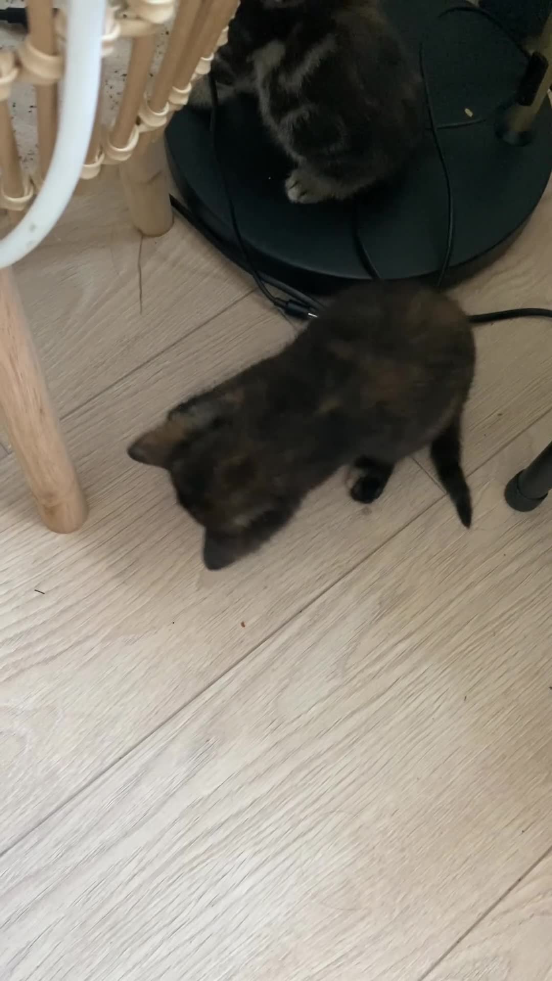 Mixed Breed cats for sale: Kitten for sale ready to go  - Video 1