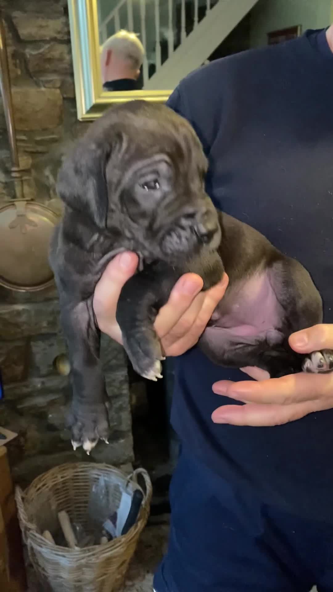 Great Dane dogs for sale: Beautiful kc reg Great Dane puppies - Video 4