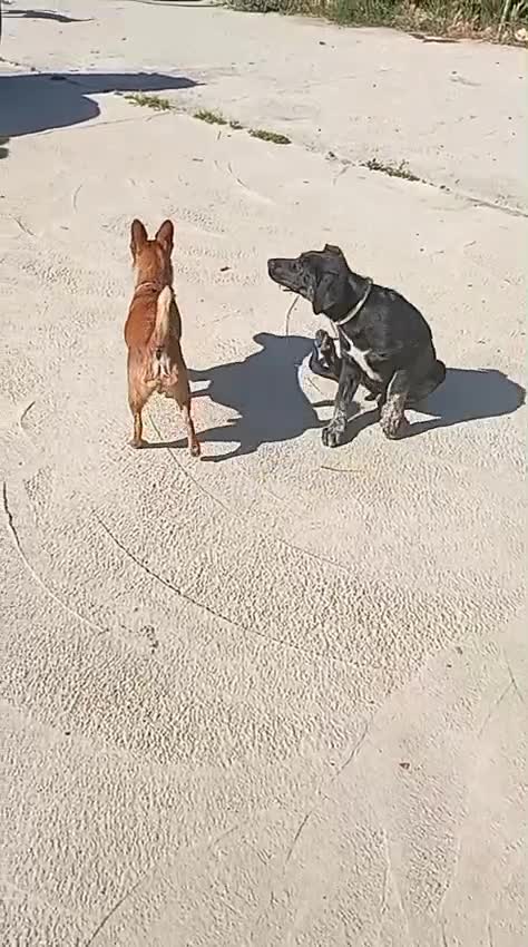 Mixed Breed dogs for adoption: Please 🙏 Puppy Mora needs a Home 🏠  - Video 2