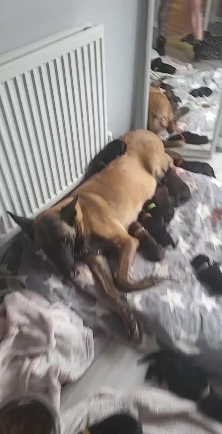 Belgian Shepherd Dog dogs for sale: Top quality Malinois puppies protectioning line - Video 4