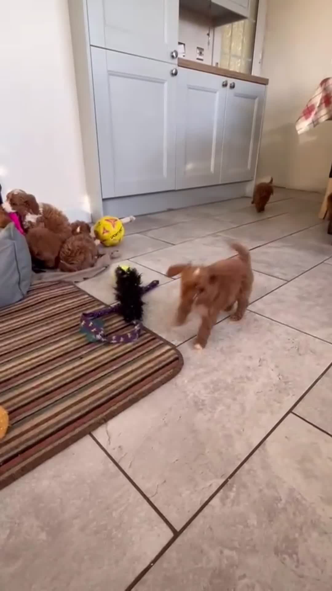 Cavapoochon dogs for sale: Outstanding Cavapoochons Available in Carmarthen - Video 1