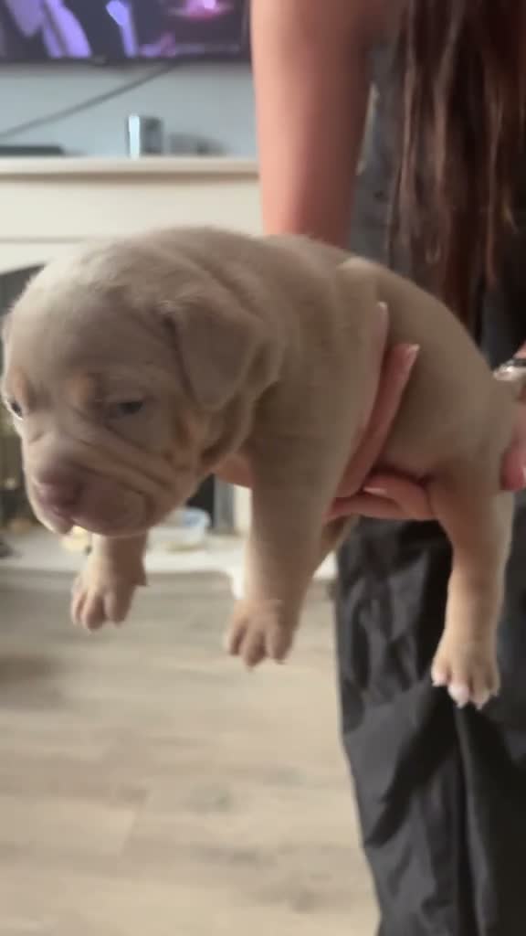 American Bulldog dogs for sale: Female Pocket Bully Puppy - Video 2