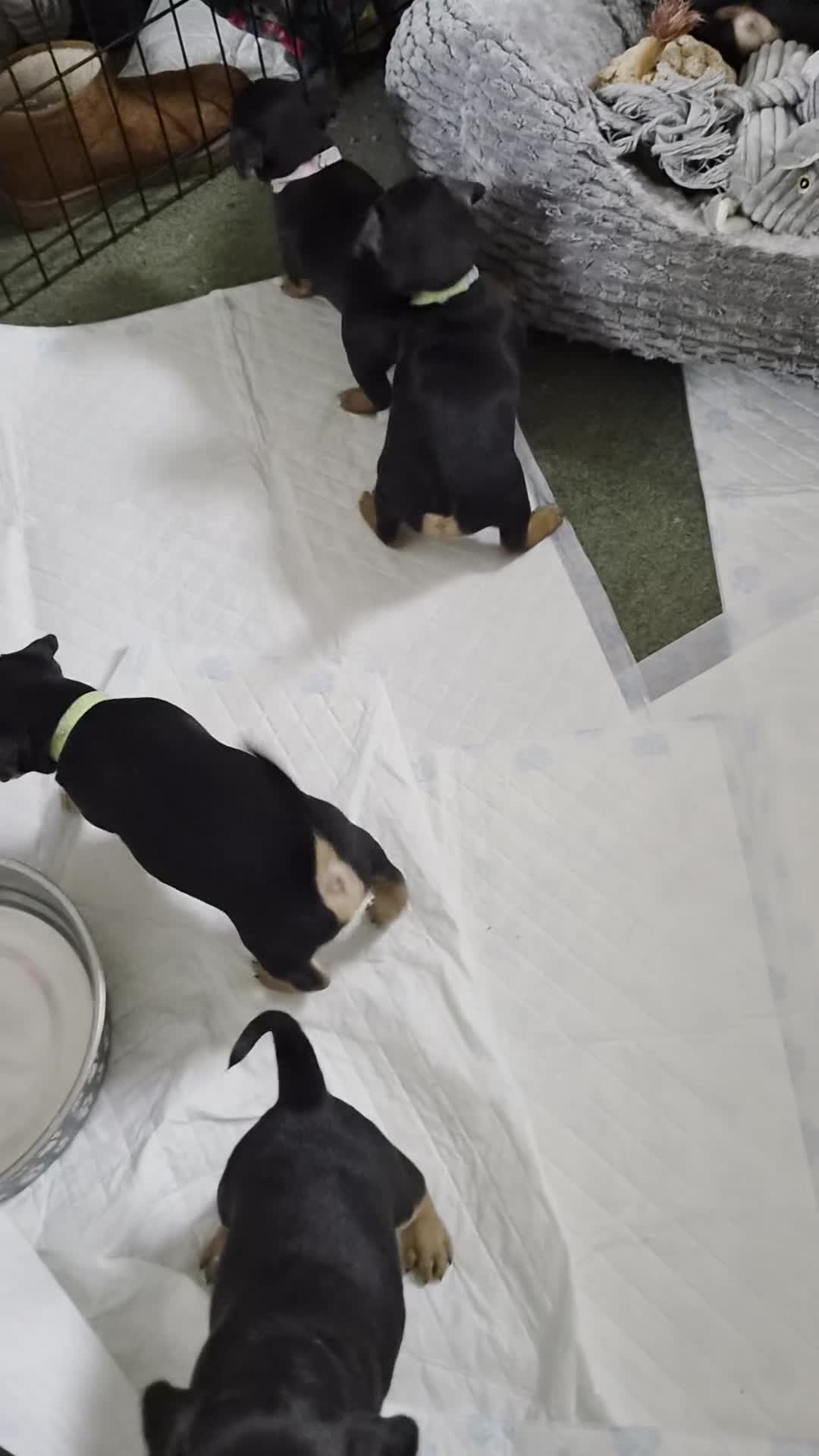 Mixed Breed dogs for sale: Jackpins - Video 1