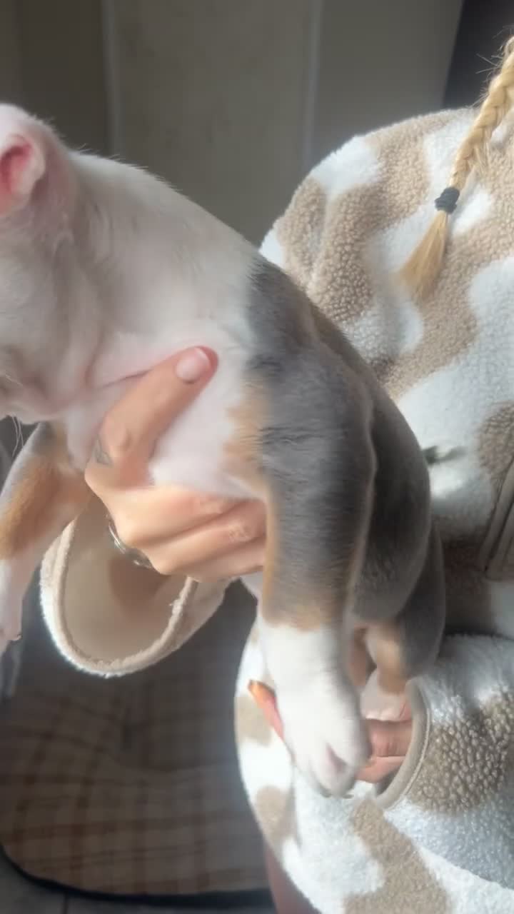 Olde English Bulldogge dogs for sale: Olde English bulldogs for sale  - Video 2