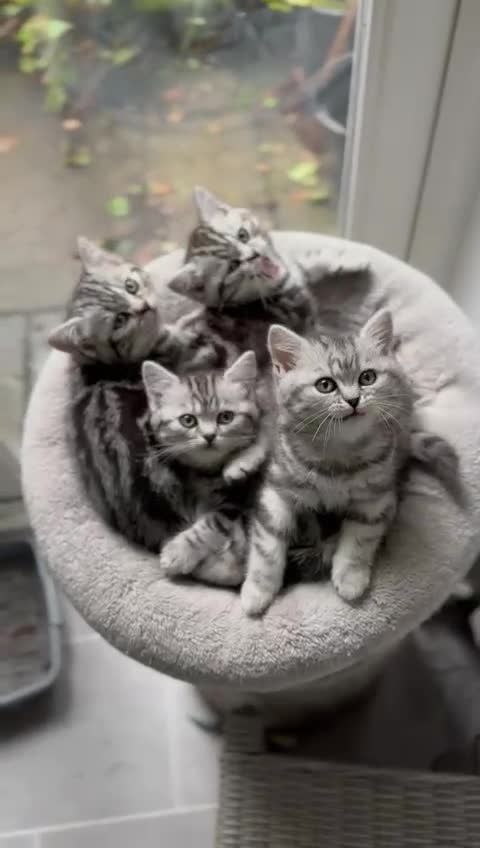 British Shorthair cats for sale: Beautiful registered British Shorthaired Kittens - Video 1
