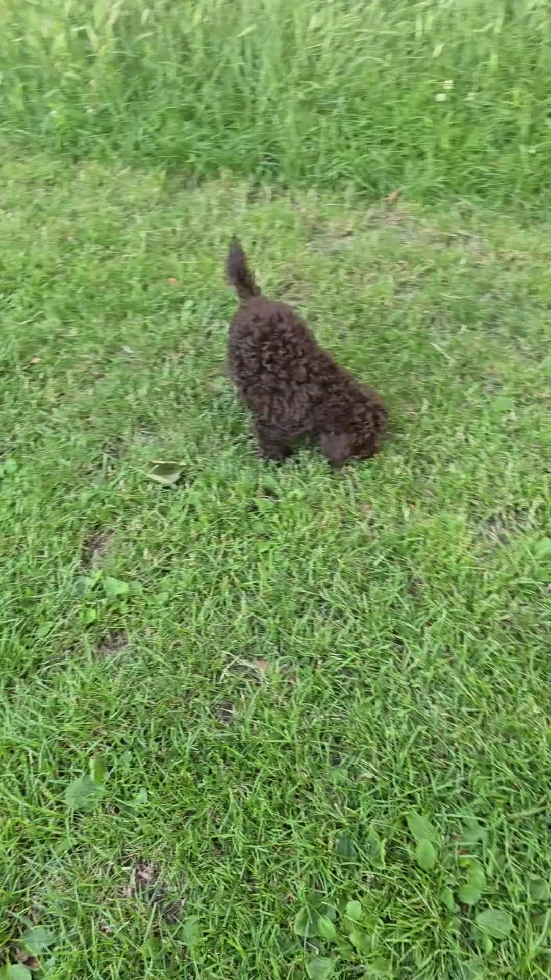 Toy Poodle dogs for sale: Toy Poodle  - Video 1