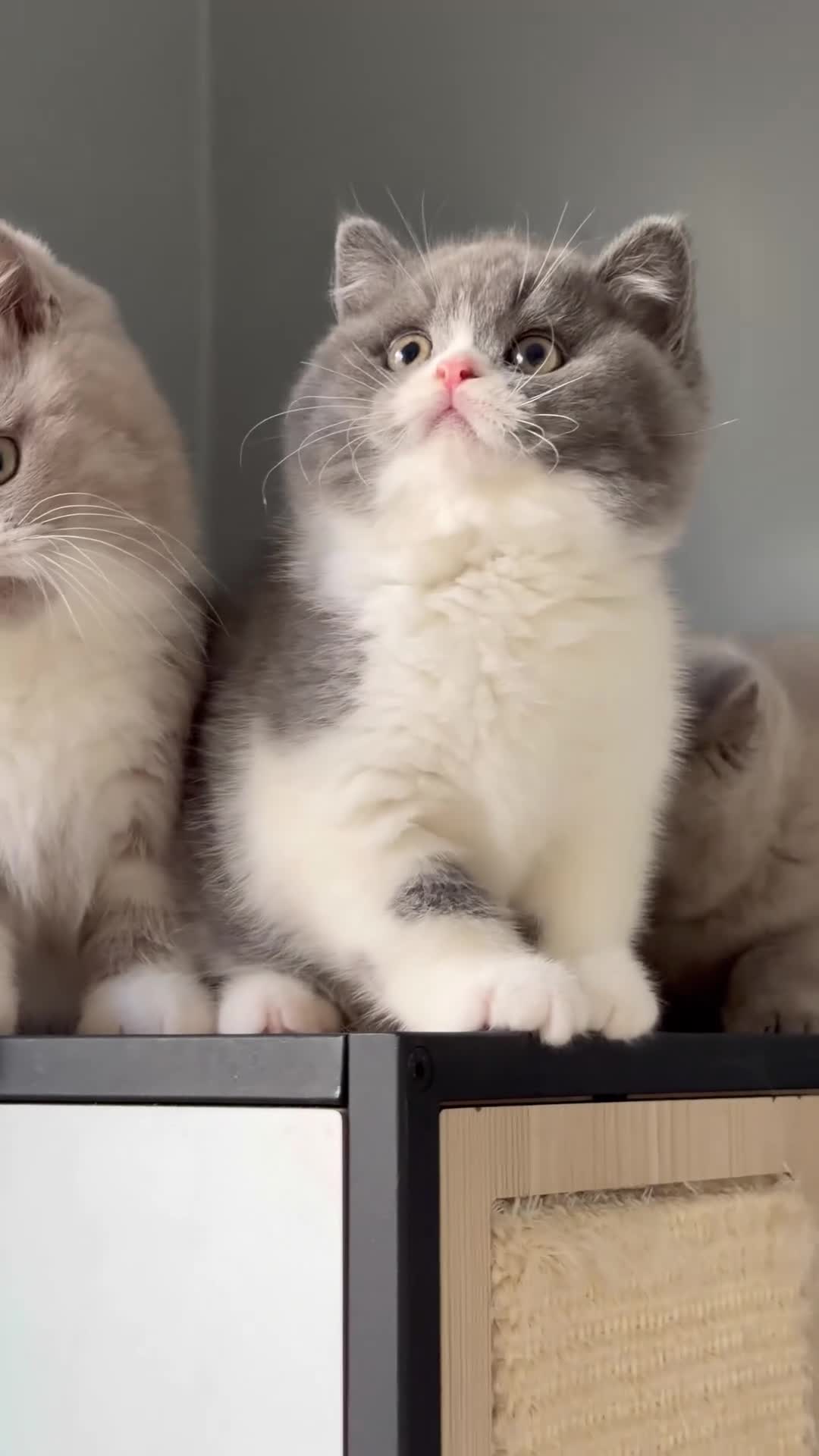 British Shorthair cats for sale: Stunning last baby liliac British shorthair  - Video 1