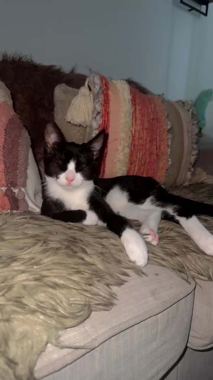 British Shorthair cats for sale: 8 month old Kitten Looking to be rehomed - Video 1