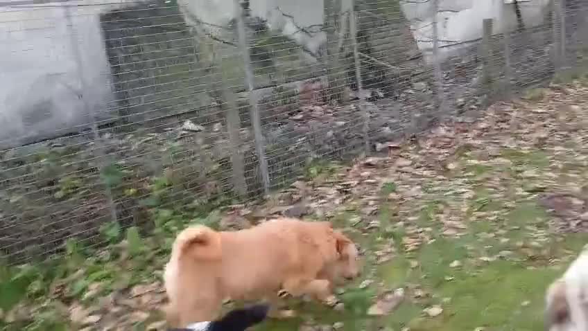 Mixed Breed dogs for adoption: 🐾 Meet MARLEY 🐾 - a Lovely Boy for a Loving Home - Video 1