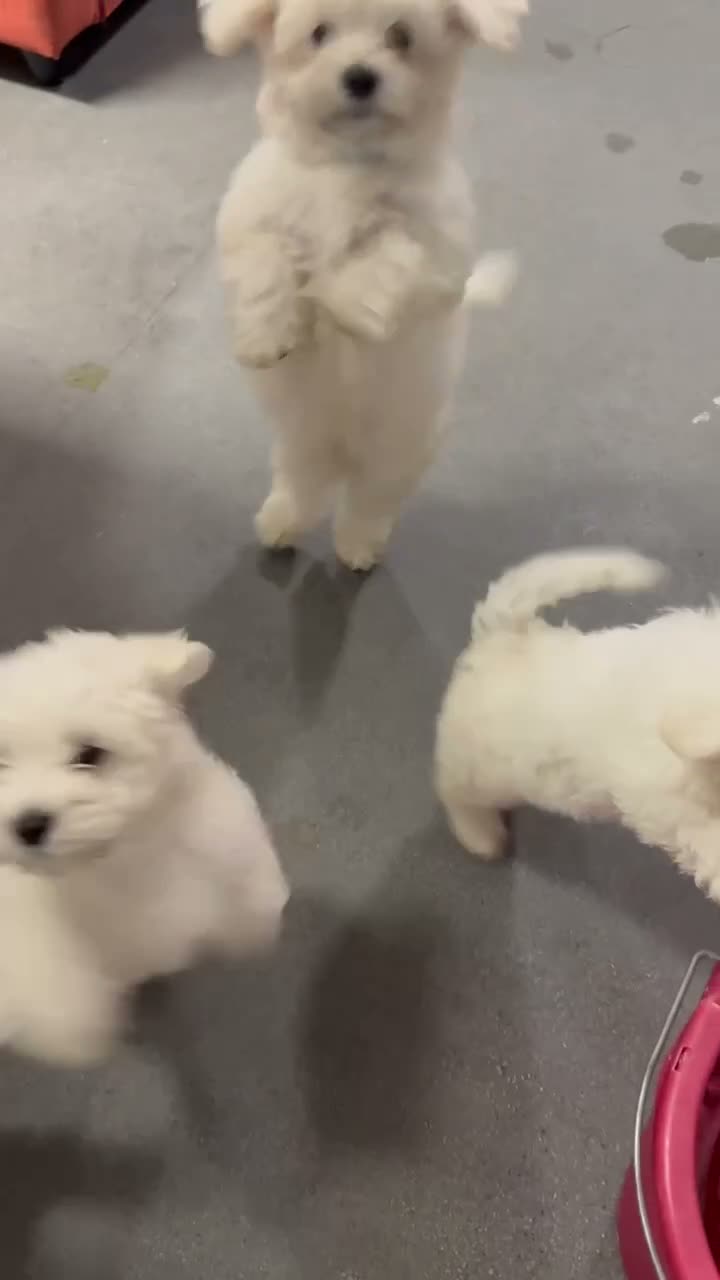 Maltese dogs for sale: Bichon Maltese  - Video 1