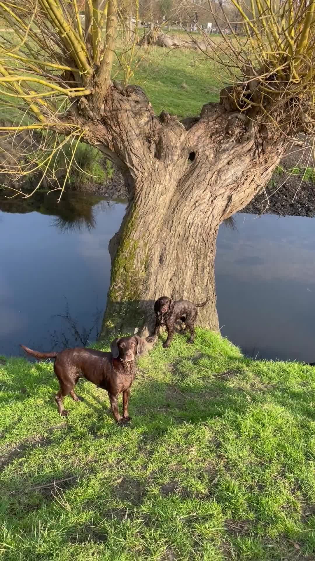 Cocker Spaniel dogs for sale: Chocolate and Tri Colour Working Cocker Spaniels - Video 2