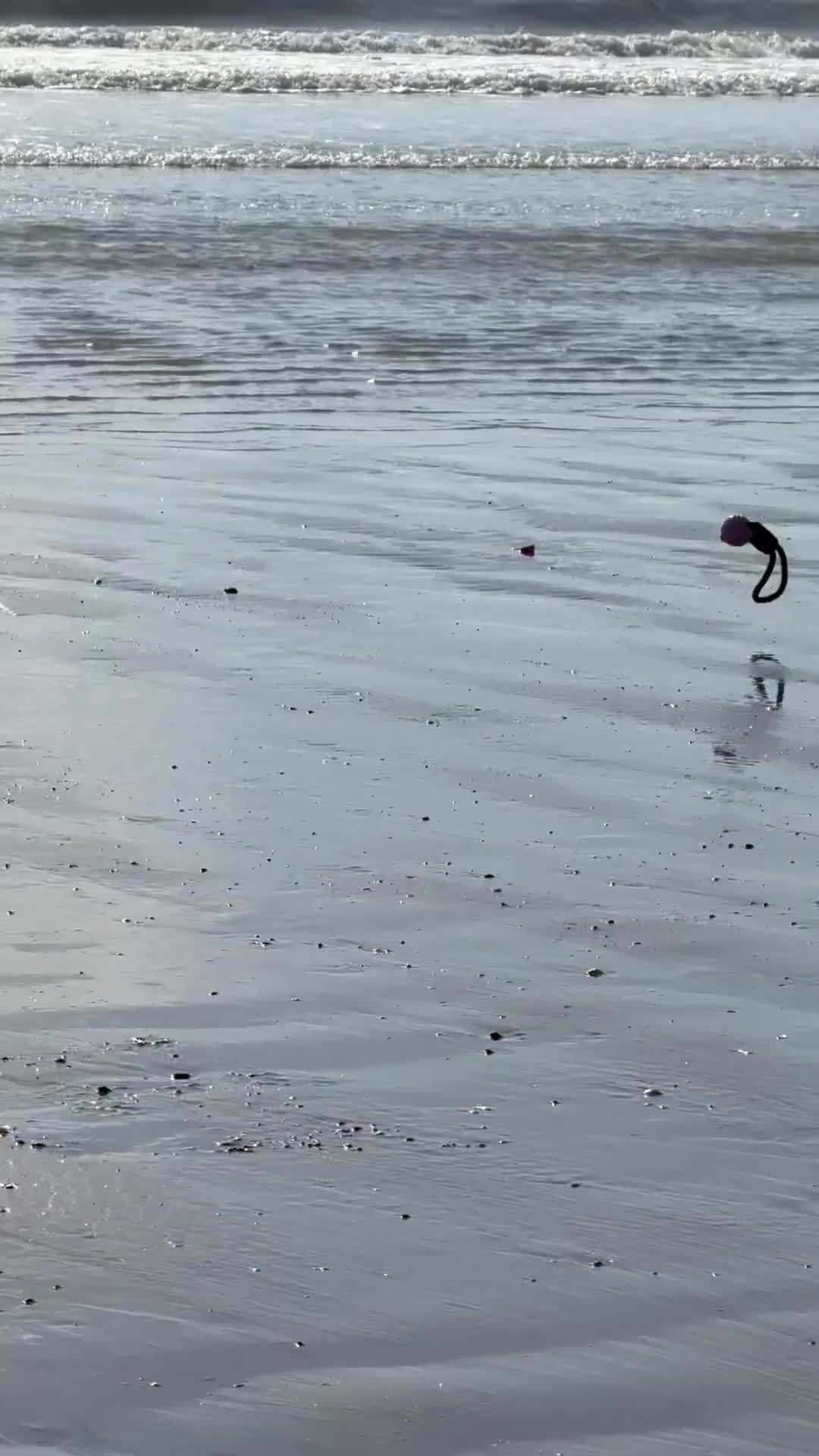 Rottweiler dogs for sale: Regrettable sale - Video 2