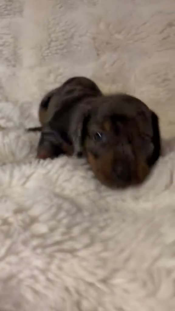 Dachshund dogs for sale: Beautiful Dachshund Puppies Ready for Loving Homes - Video 3
