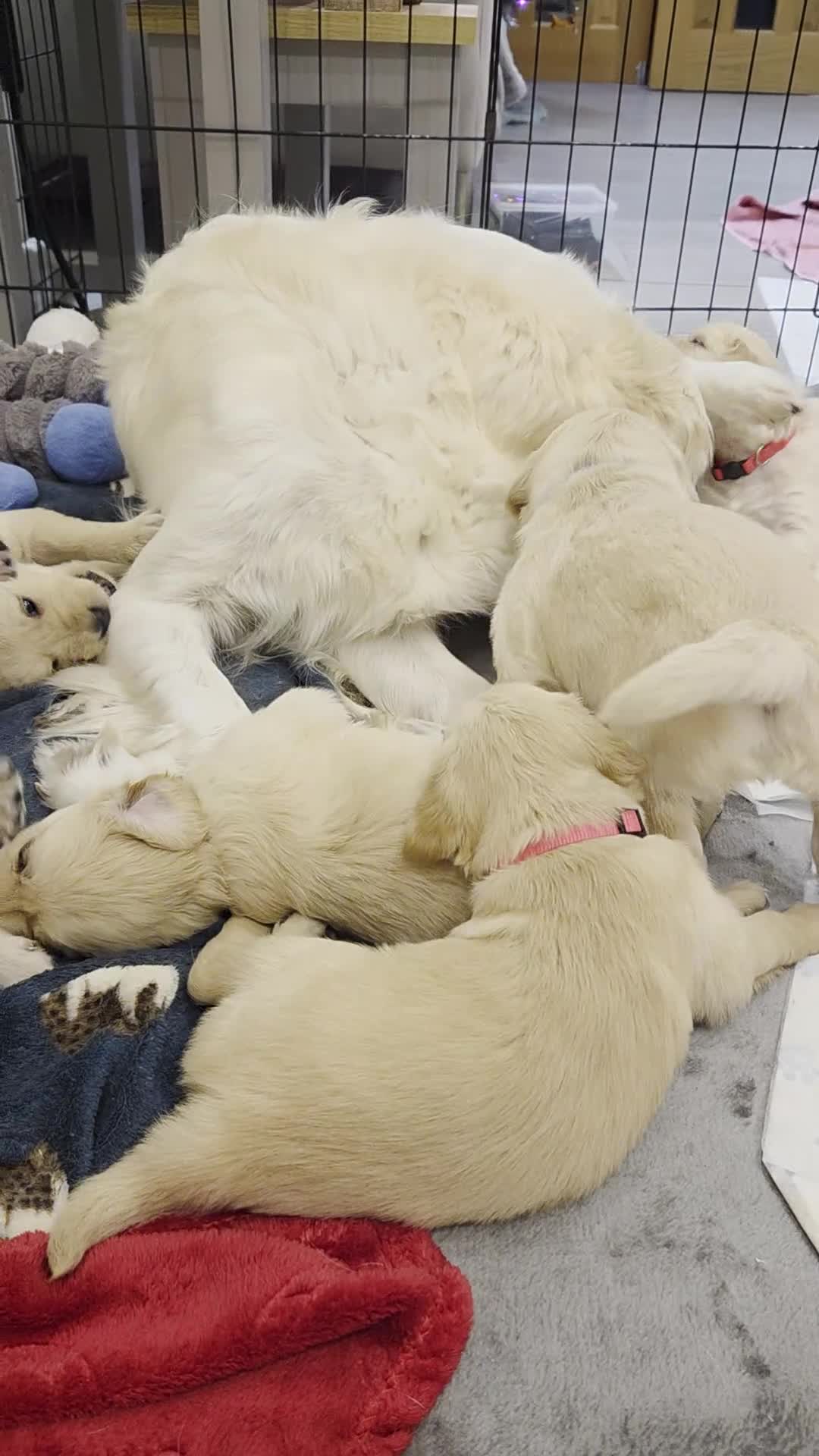 Golden Retriever dogs for sale: KC registered Beautiful Golden retriever puppies  - Video 1