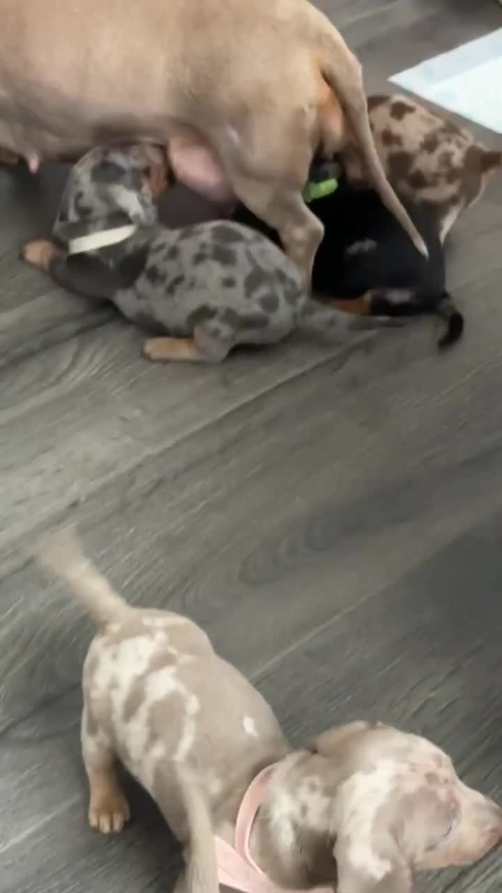 Dachshund dogs for sale: Kc reg miniature dachshund puppies - Video 1