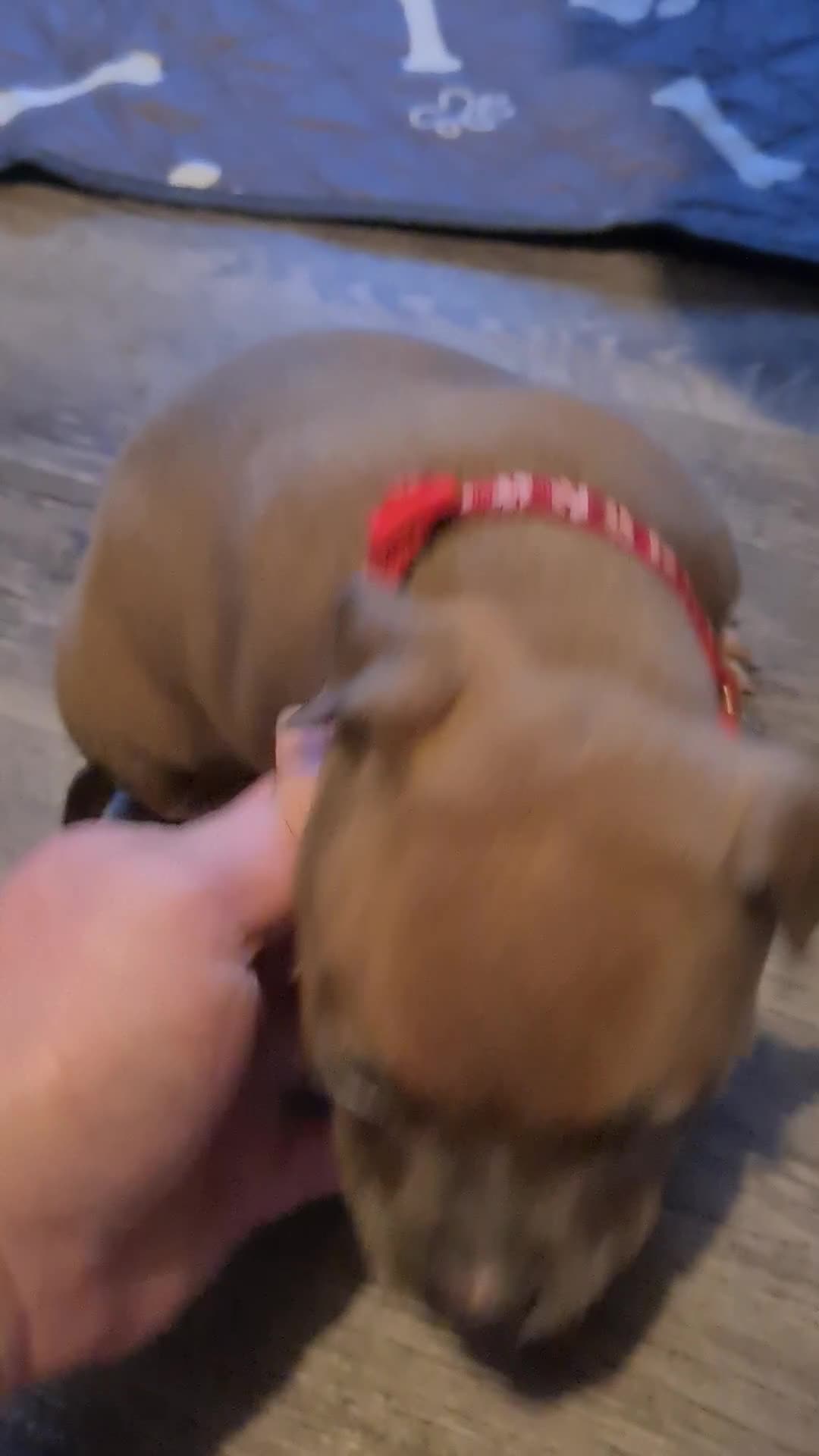 American Bully dogs for sale: Beautiful amarican pocket bullys  - Video 3