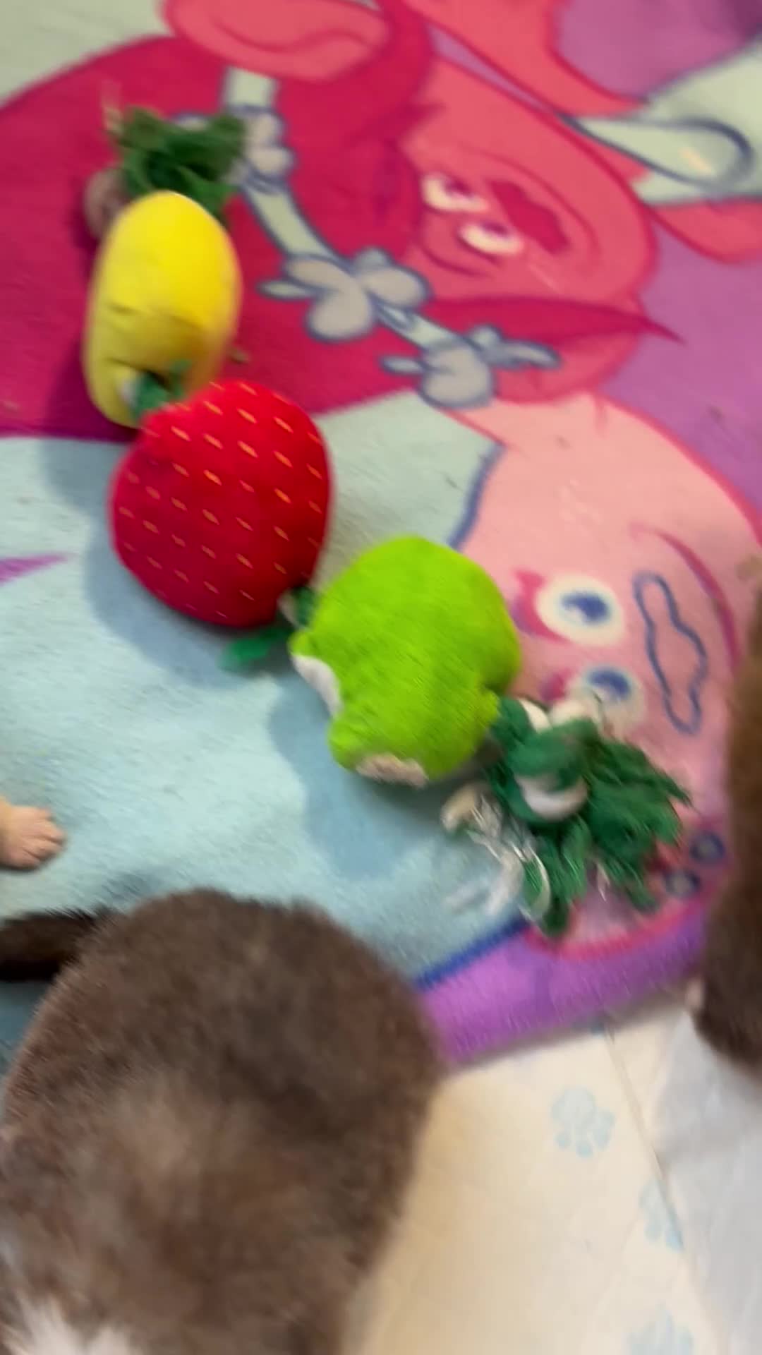 Shetland Sheepdog dogs for sale: sable and white Shetland sheepdog puppies  - Video 1