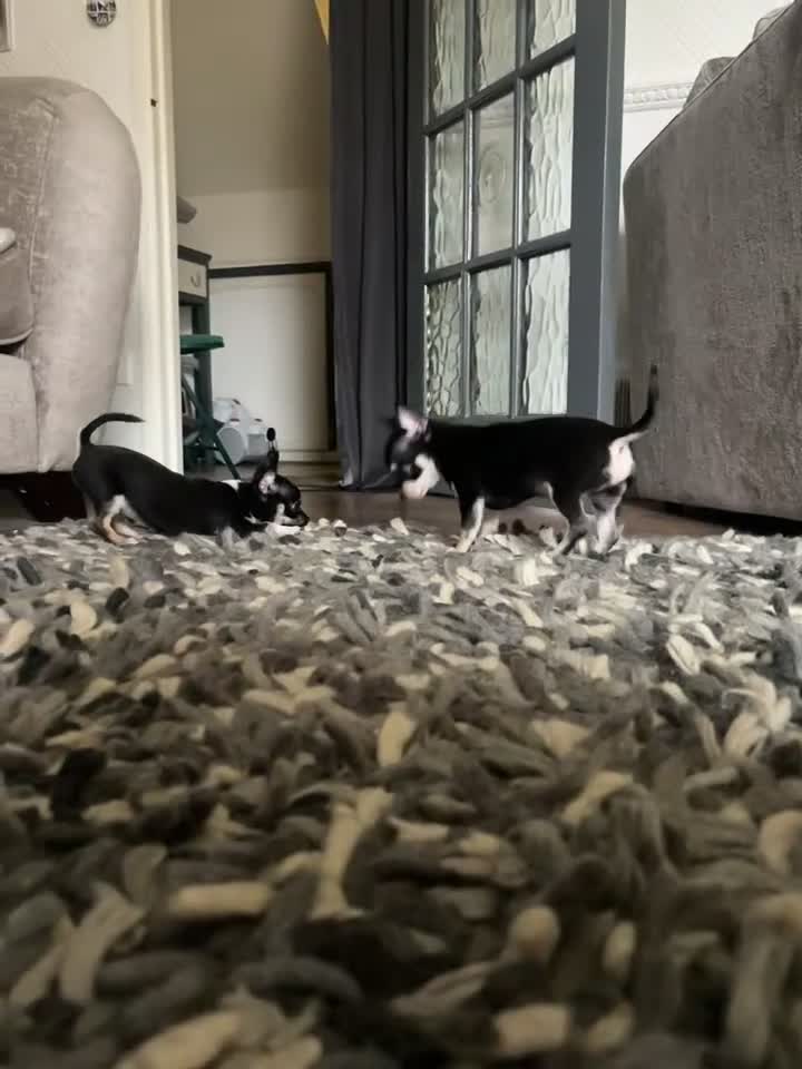 Chihuahua dogs for sale: Tiny ** chihuahua puppies  - Video 1