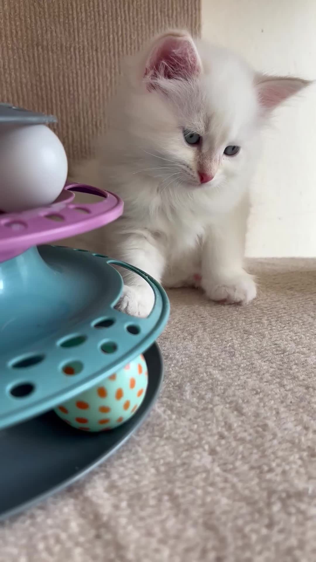 Siberian cats for sale: Beautiful Siberian kittens registered GCCF - Video 2