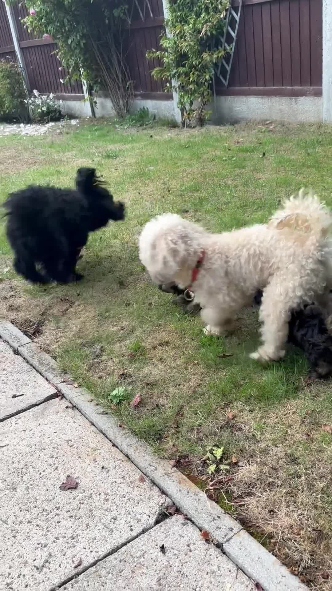 Mixed Breed dogs for sale: Poodle mix in Bootle - Video 1
